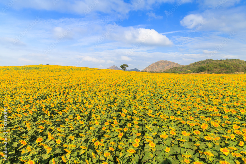 Wonderful view of sunflowers field under blue sky, Nature summer