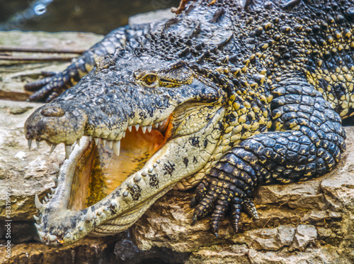 American crocodile Crocodylus acutus