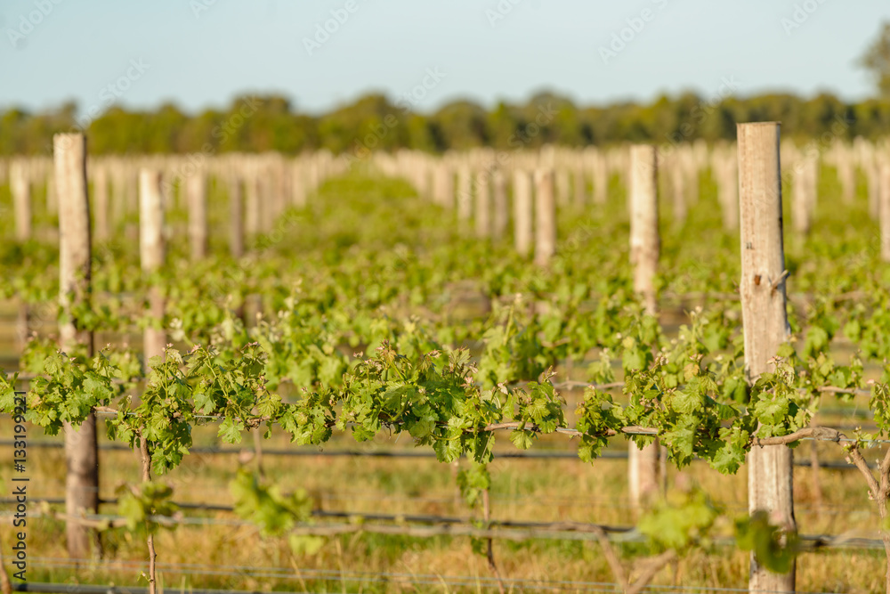 Fototapeta premium Vineyards at Coonawarra