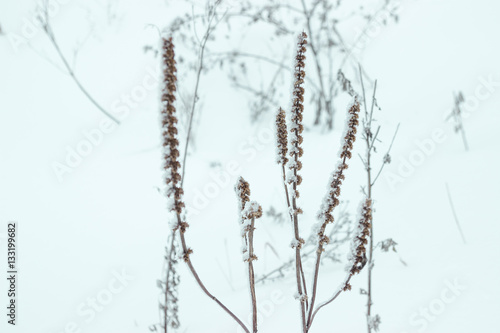 Frozen flower, very shallow focus