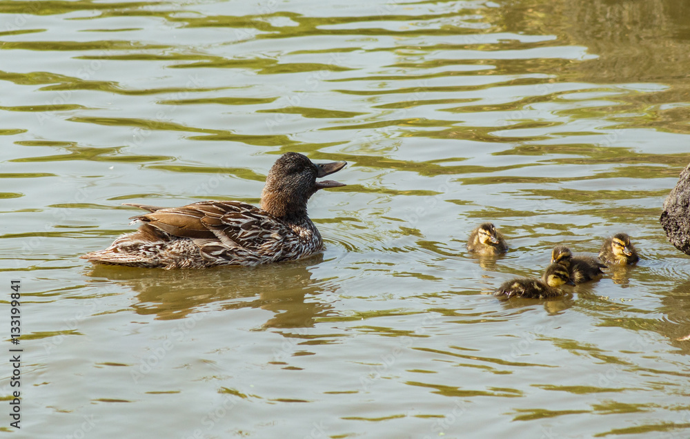 Duck with ducklings on the water. Duck with ducklings on the water.