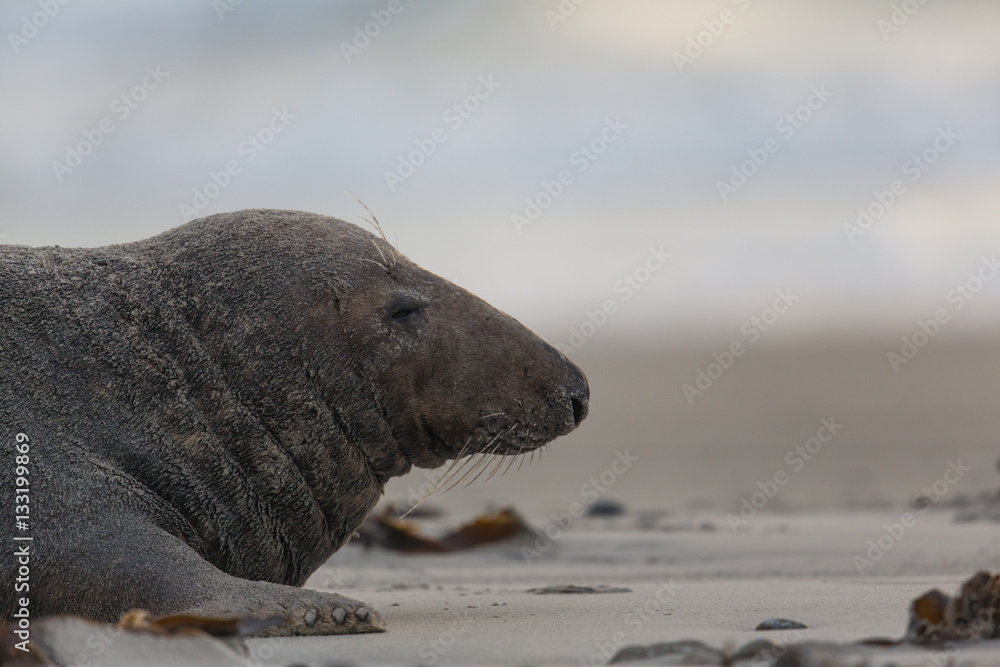 Obraz premium Male grey seal (Halichoerus grypus)