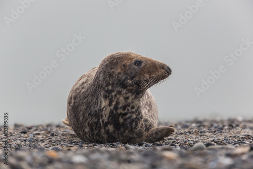 Male grey seal (Halichoerus grypus)