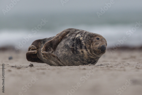 Male grey seal (Halichoerus grypus)