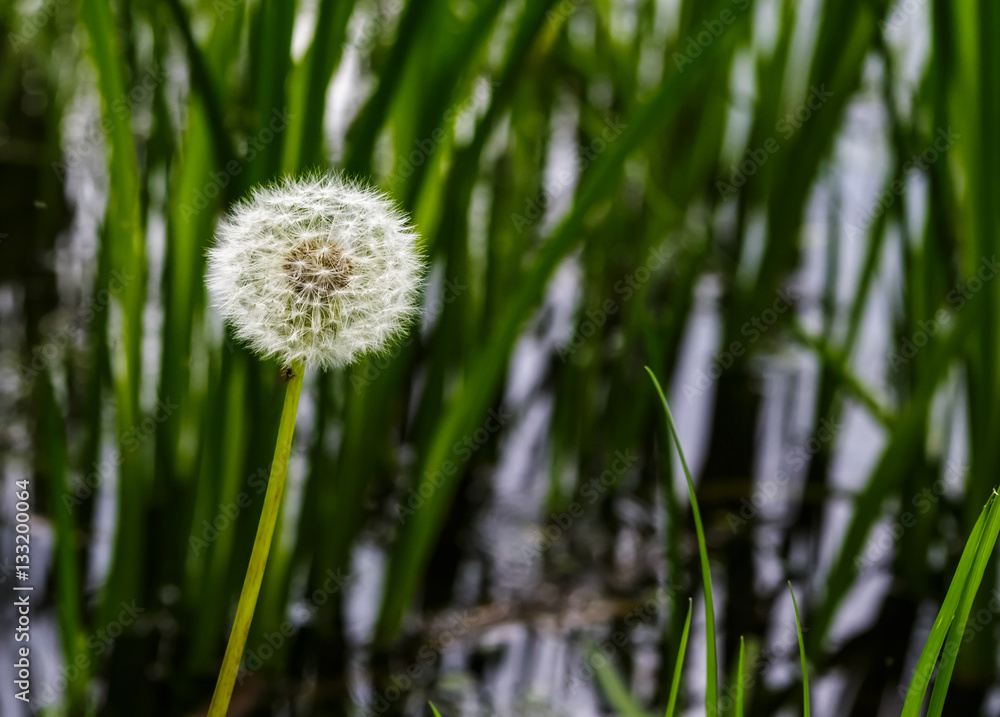 Dandelion on background green grass. Dandelion on background green grass.