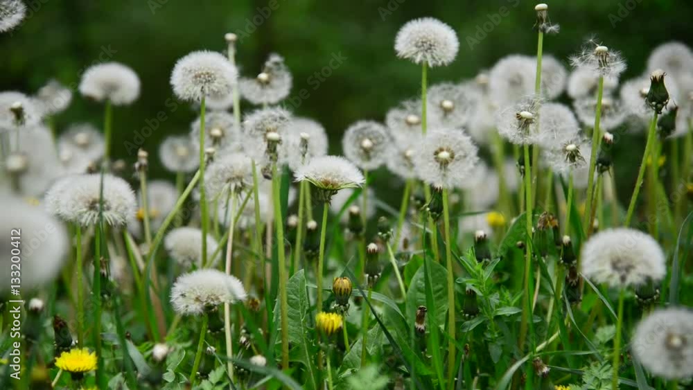 Meadow of dandelions in the wind Meadow of dandelions in the wind
