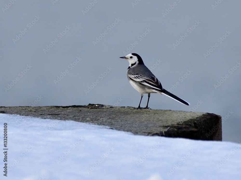 The white wagtail (Motacilla alba) on river enbankment in winter The white wagtail (Motacilla alba) on river enbankment in winter
