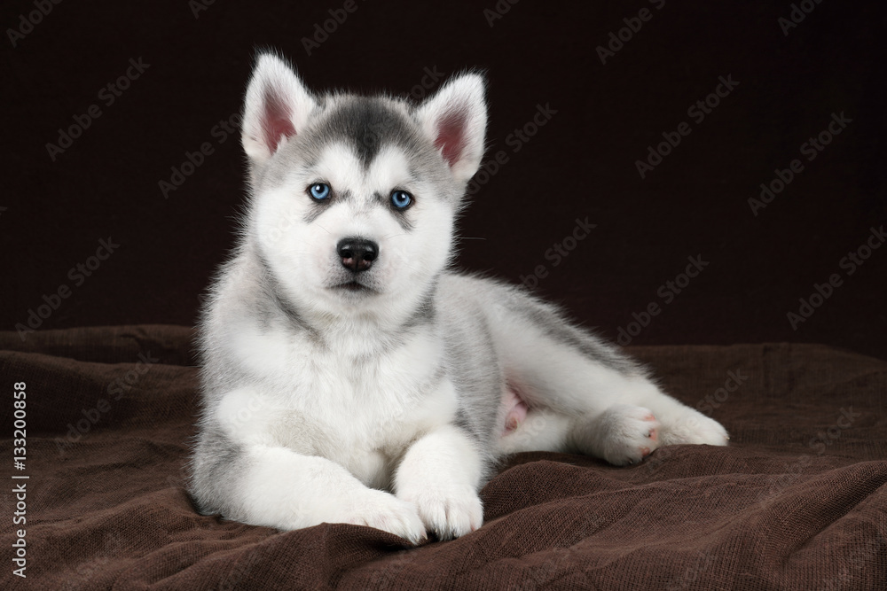 The little puppy Siberian Husky