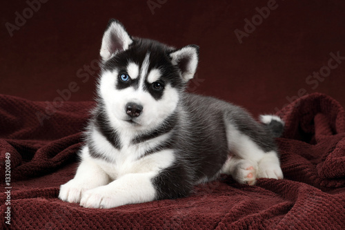 The little puppy Siberian Husky © adyafoto