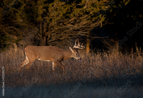 Fototapeta Naklejka Na Ścianę i Meble -  White-tailed deer buck in autumn rut in Ottawa, Canada