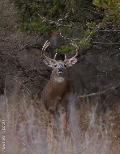 Photography White-tailed deer buck sniffing the air in autumn rut in Ottawa, Canada