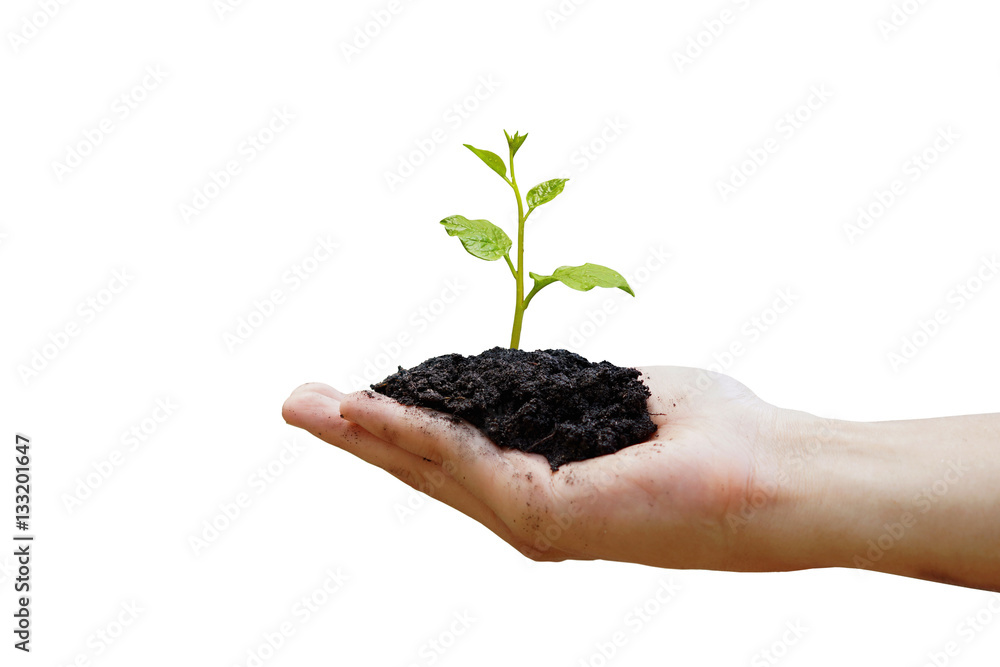 Hand holding a young green tree on isolated background / Protect and conserve nature concept Hand holding a young green tree on isolated background / Protect and conserve nature concept