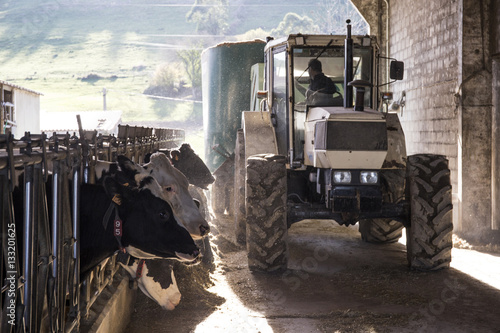 Tractor pouring feed for cows on a farm photo