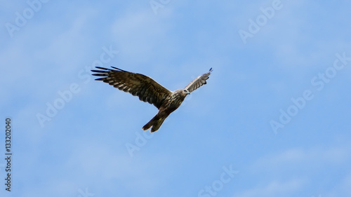 Black kite  Milvus migrans  flying on sky.