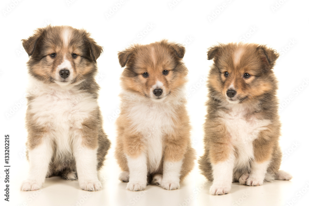 Litter of three shetland sheepdog puppy dogs sitting next to each other on a white background
