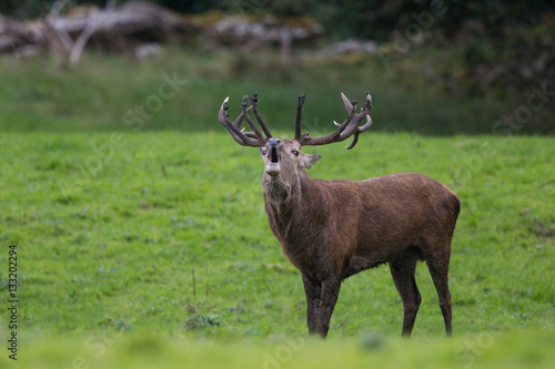 Irish Stag Deer in Field