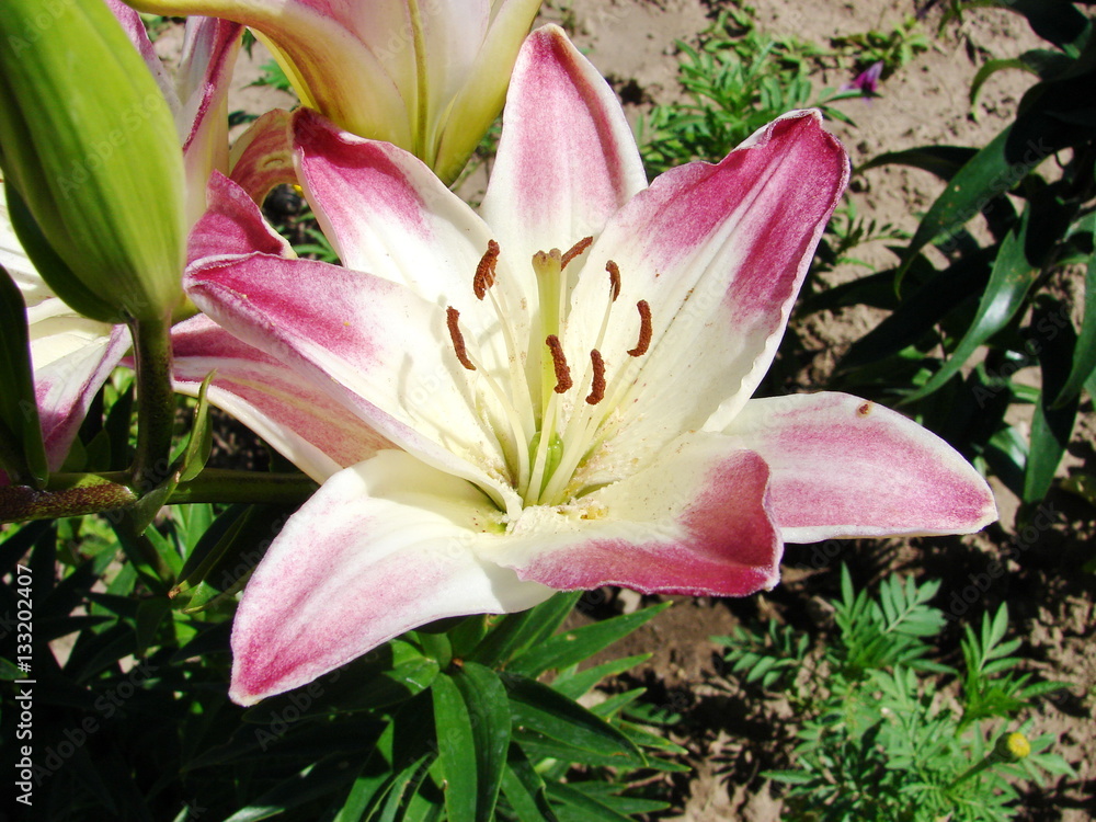 Obraz premium Blooming lilies
