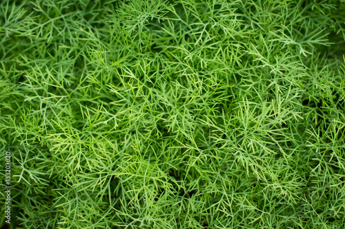bunch of dill for background use