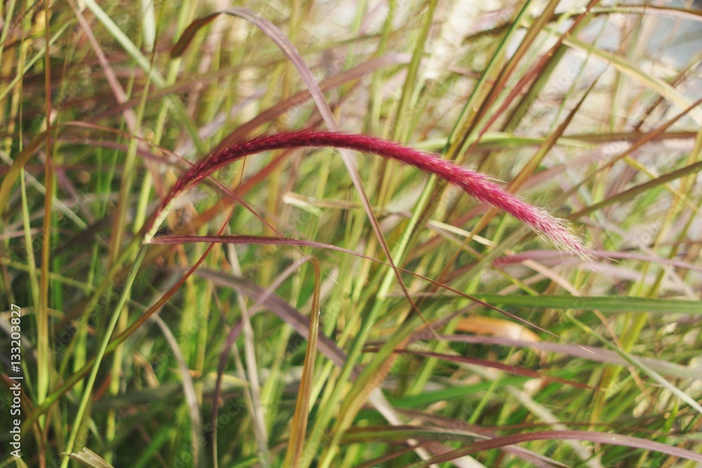 Meadaw clump of pink grass in the garden Meadaw clump of pink grass in the garden