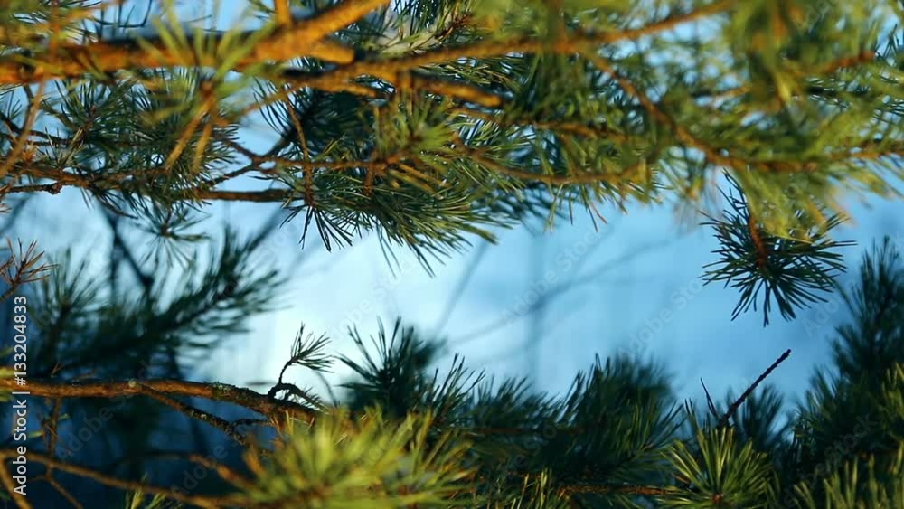 Spruce branches in the wind in winter forest Spruce branches in the wind in winter forest