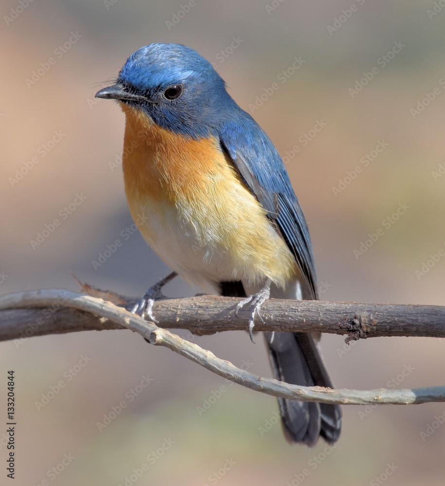 Tickells Blue Flycatcher Tickells Blue Flycatcher