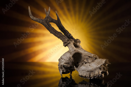 Deer skull isolated