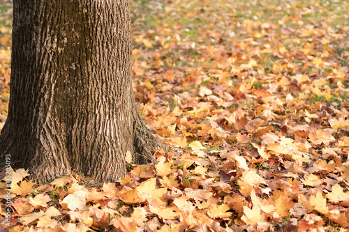 Colorful foliage in the autumn  yellow park in Mataruska Banja, photo