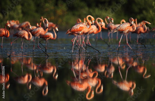 A flock of flamingo