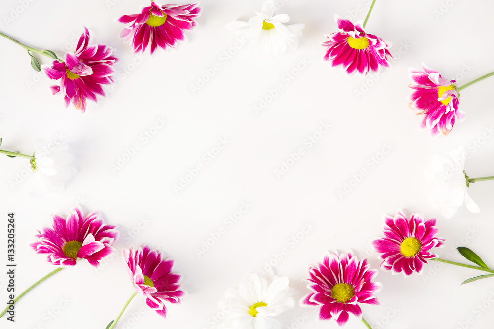 Flower frame composition of a lilac chrysanthemums on a white background, top view Flower frame composition of a lilac chrysanthemums on a white background, top view