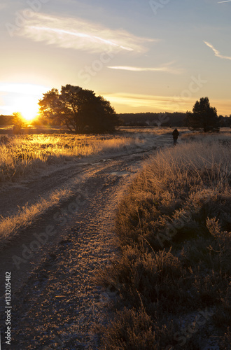Fototapeta Naklejka Na Ścianę i Meble -  Luneburg Heath in the winter at sunrise