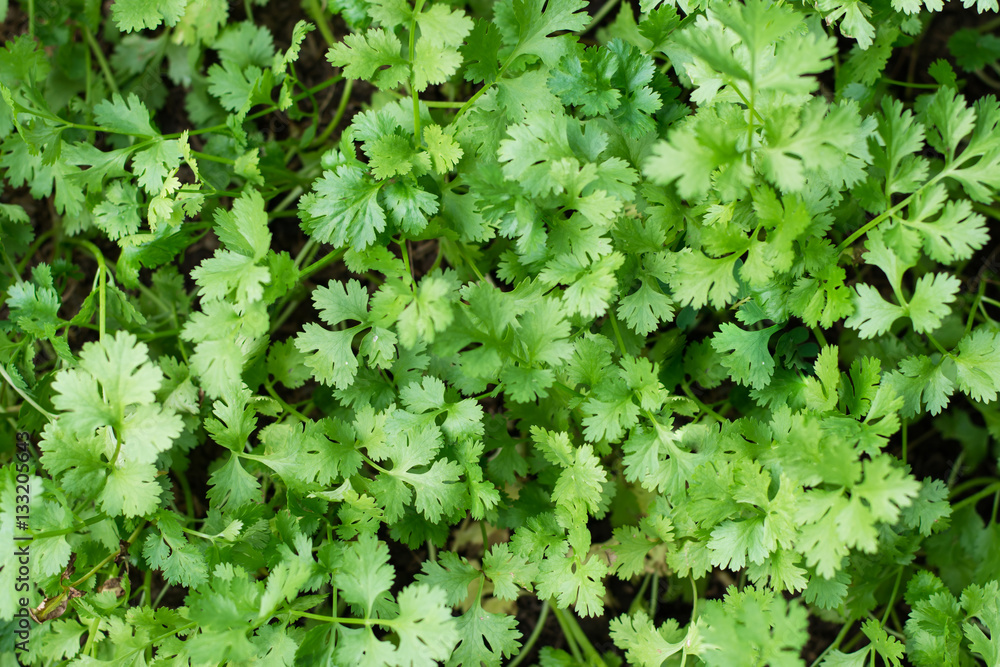 Health benefits of coriander. Coriander is loaded with antioxida Health benefits of coriander. Coriander is loaded with antioxida