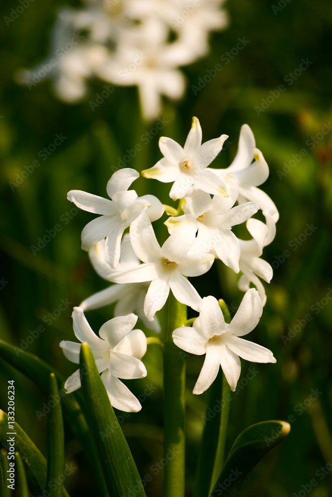 Beautiful white flowers in natural habitat Beautiful white flowers in natural habitat