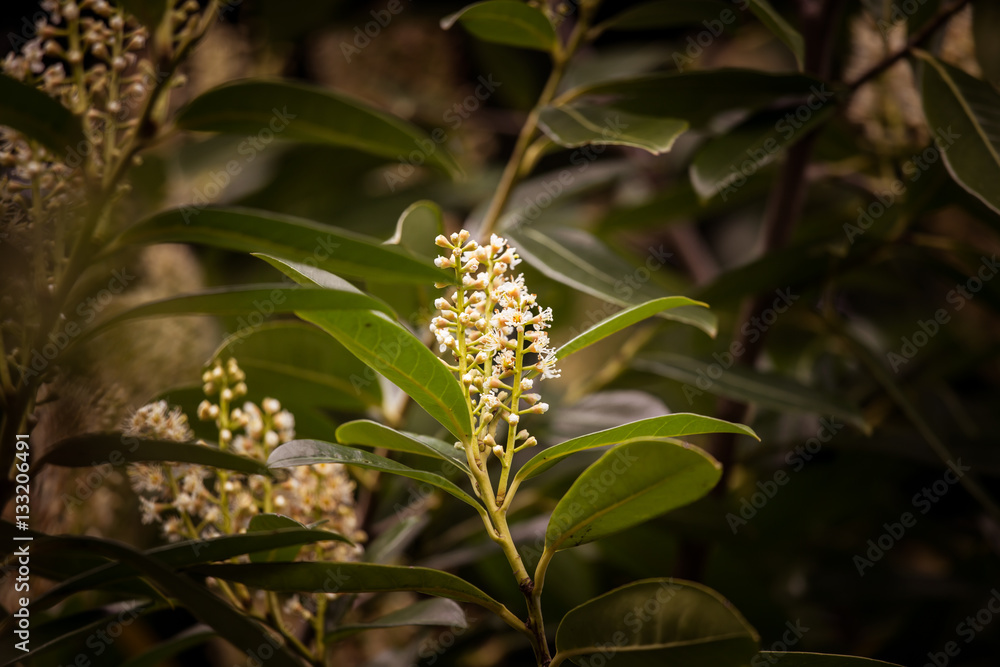 Beautiful white flowers in natural habitat Beautiful white flowers in natural habitat