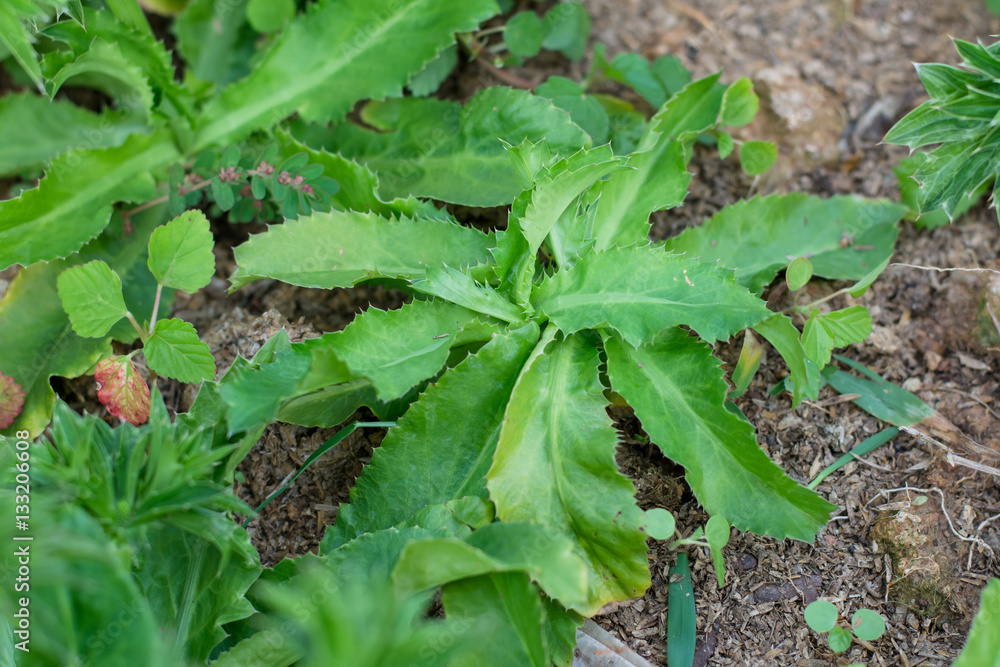 Obraz premium Culantro, Long coriander, Sawtooth coriander, Parsley on the soi