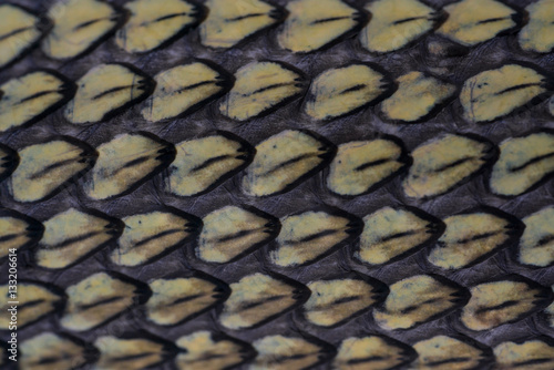close up shot of a snake skin - macro snake skin texture.