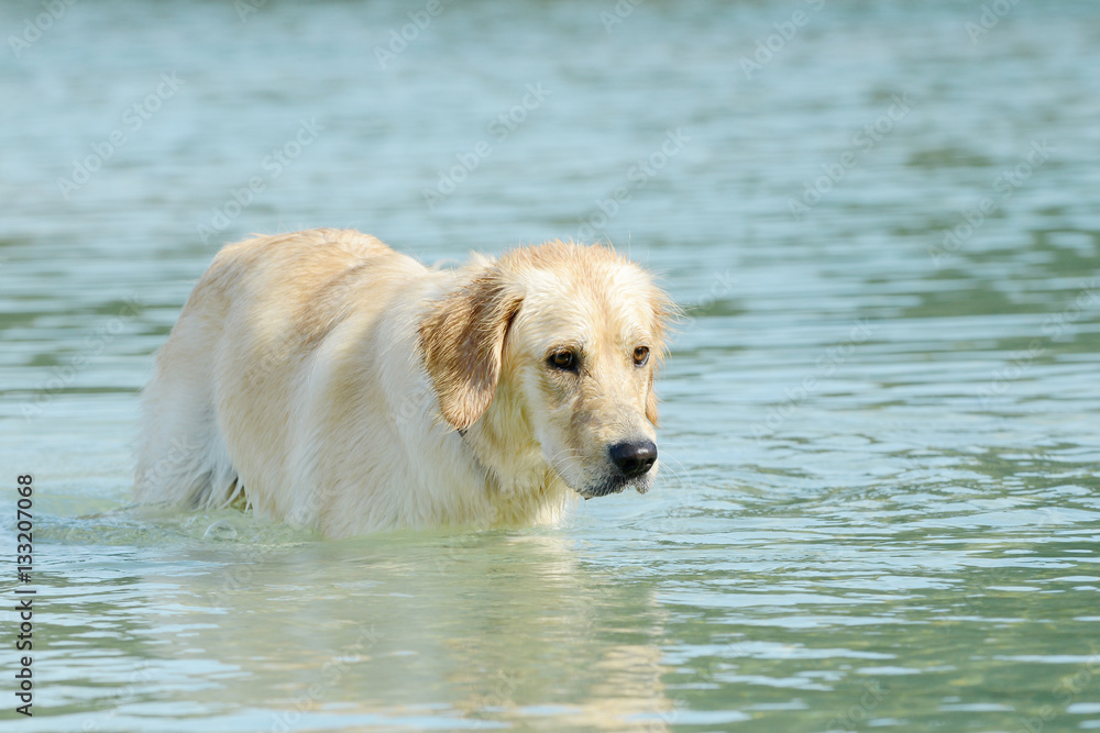 dog golden retriever standing in the lake and looking dog golden retriever standing in the lake and looking