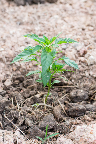 Pepper seedling plant in soil