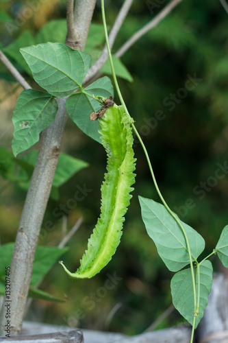 Winged Bean (Princess bean or asparagus pea) on tree,Psophocarpu photo