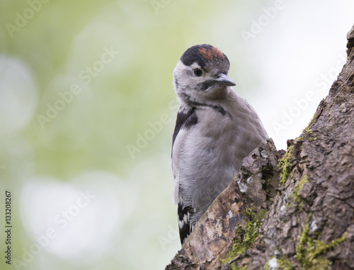 great spotted woodpecker on birch tree © Paul
