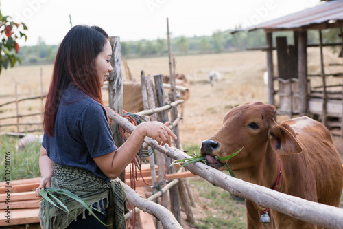 Young woman feeding cows with grass at cowhouse in farm Thai photo