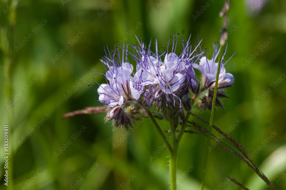 Beautiful purple flowers in natural habitat Beautiful purple flowers in natural habitat