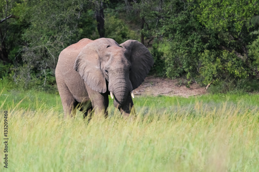 African elephant in the green savanna, Kruger National Park, South Africa African elephant in the green savanna, Kruger National Park, South Africa