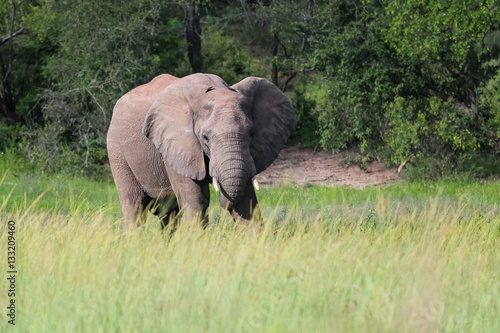 African elephant in the green savanna, Kruger National Park, South Africa