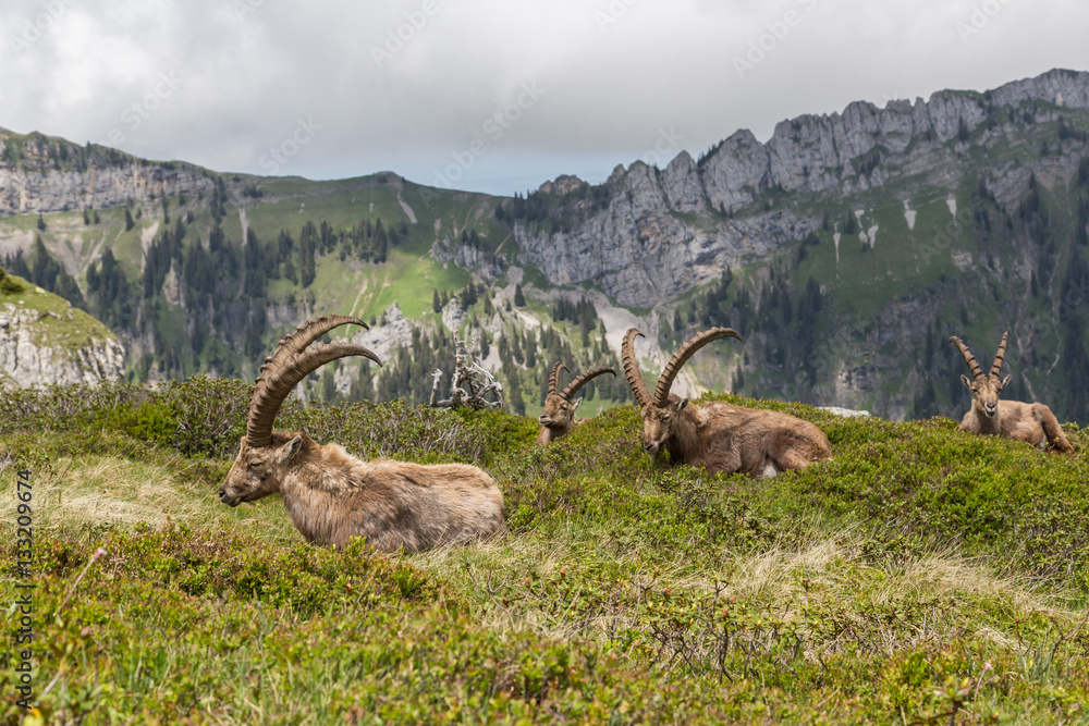 Four natural alpine ibex capricorns sitting in meadow