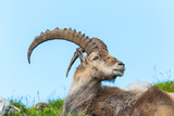 Natural alpine ibex sitting in meadow
