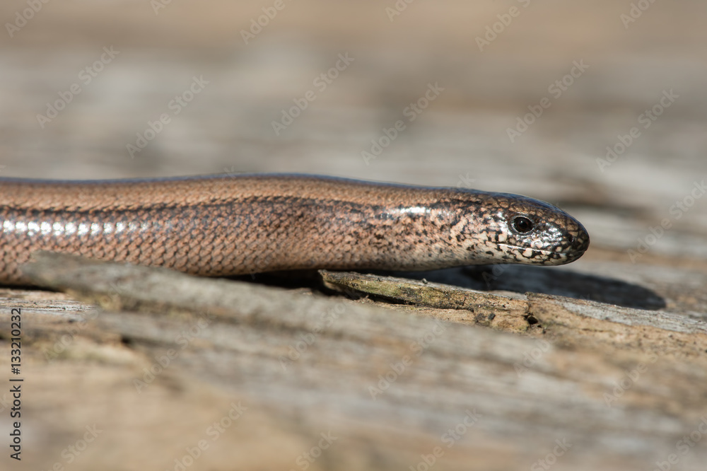 Slow Worm (Anguis Fragilis)/Close up of Slow Worm Slow Worm (Anguis Fragilis)/Close up of Slow Worm
