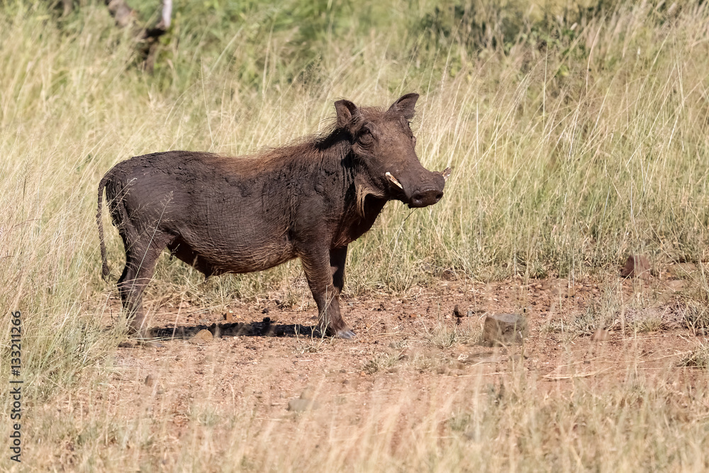 Warthog in the savanna, Kruger National Park, South Africa Warthog in the savanna, Kruger National Park, South Africa