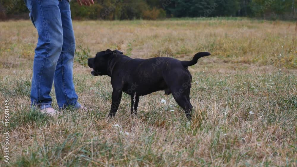 Man who trains the dog breed Staffordshire Bull Terrier Man who trains the dog breed Staffordshire Bull Terrier