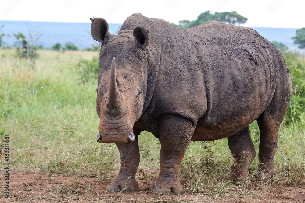 White rhino staring at the camera, Kruger National Park, South Africa White rhino staring at the camera, Kruger National Park, South Africa