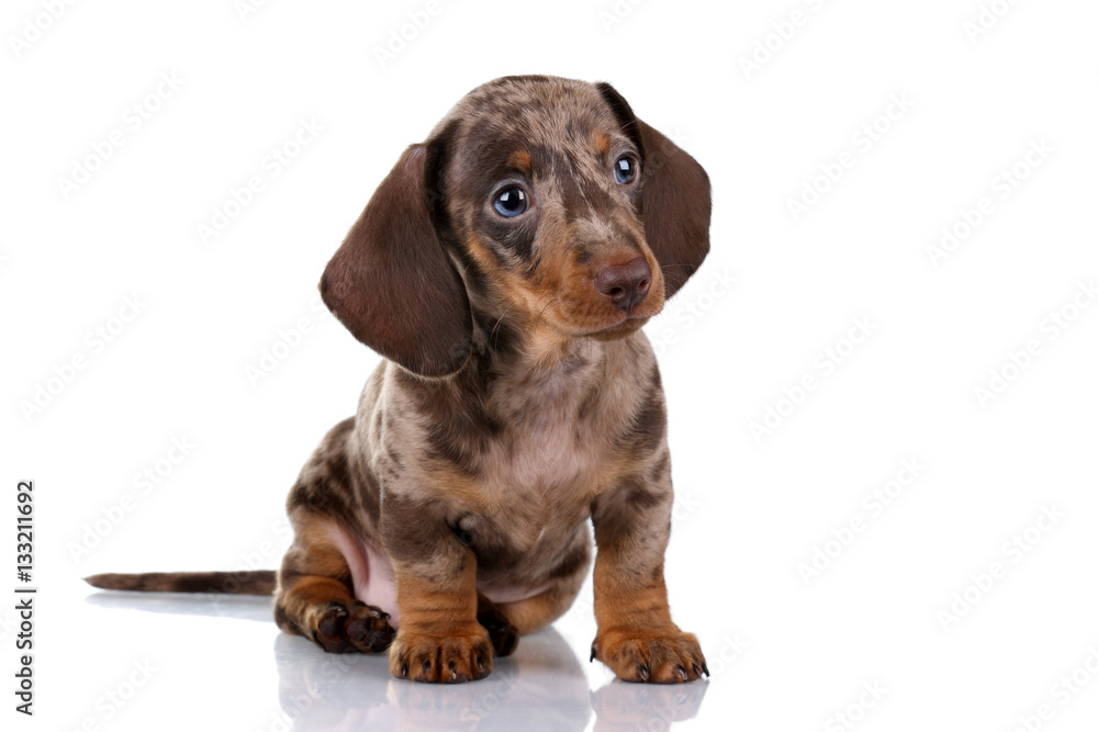 Little Dachshund puppy on a white background